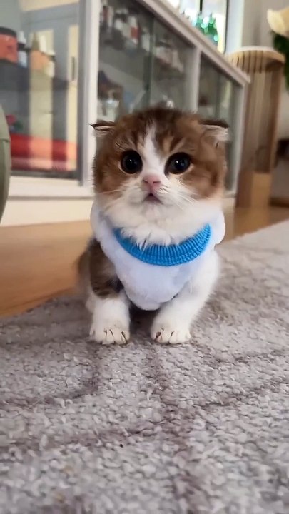 Funny cats