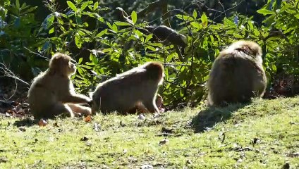 Animal planet Wildanimal Wildlife sanctuary Jungle Safari national park