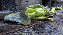 «Ils n'ont plus la force de s'accrocher» : ces iguanes gelés qui tombent des arbres aux États-Unis