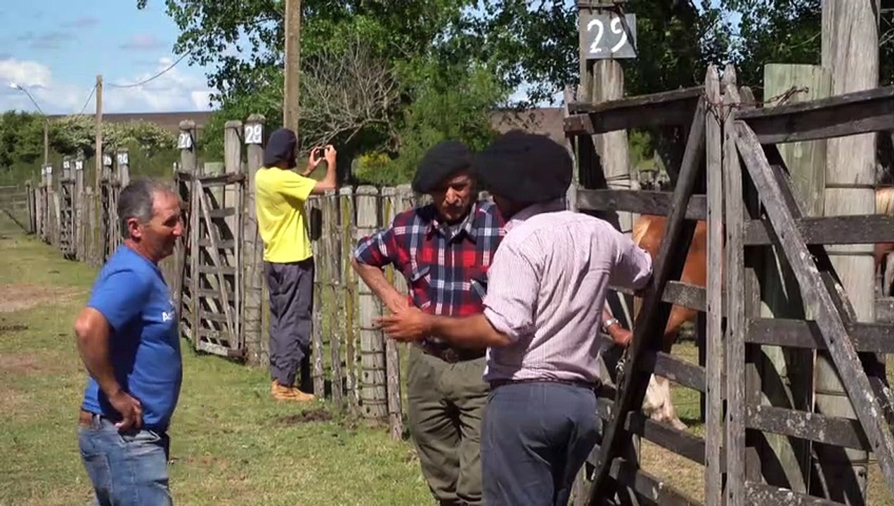 Adoção de cavalos