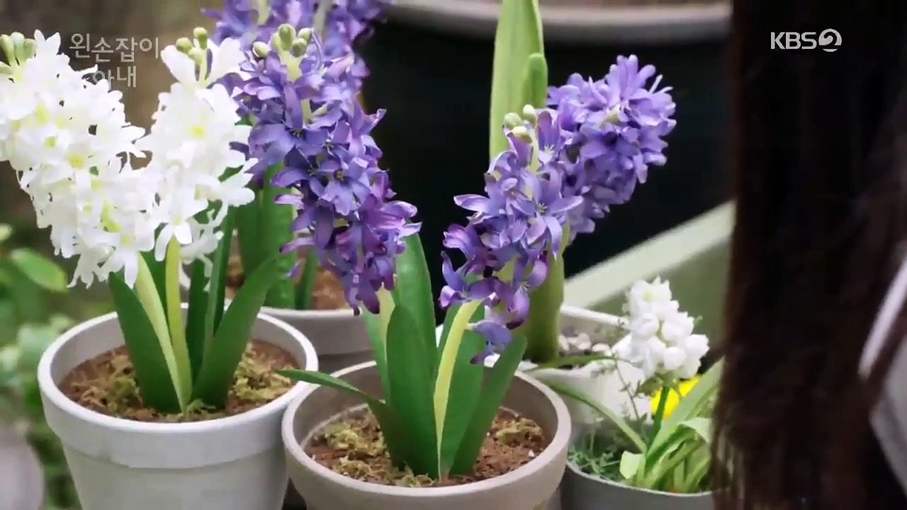 Left-Handed Wife - Ep24 HD Watch HD Deutsch