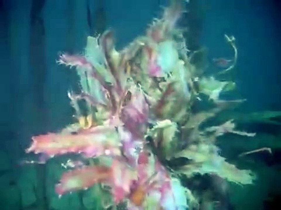Voyage to the Bottom of the Sea - Se3 - Ep12 HD Watch HD Deutsch