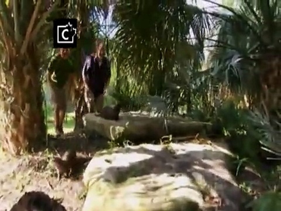 Wild Kratts - Se3 - Ep13 HD Watch HD Deutsch