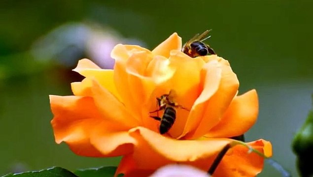 How Bees Collect Nectar To Make Honey Bees on Flowers Bees and Flowers Animal's Galaxy #Shorts