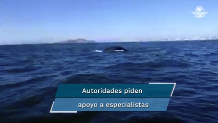 Ballena quedó atrapada en redes de pescadores en Mazatlán
