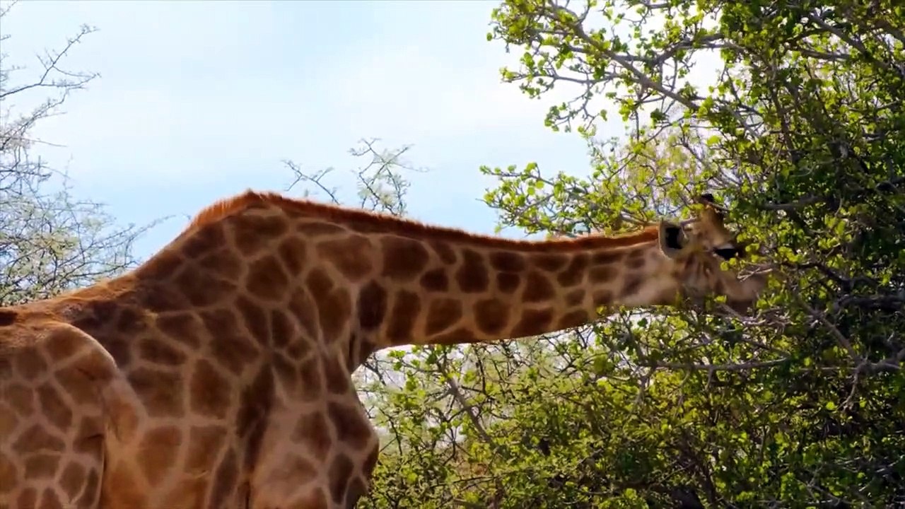 Giraffes Lifestyle And Behaviours   Amazing Giraffes Video For Kids   Animal's Galaxy   2021 (2)
