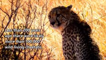 Amazing Cheetah Facts   Cheetah is the World's Fastest Land Animal   Cheetah   Animal's galaxy (2)