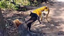 Fake Tiger Prank For Dogs Funny Video   Must Watch Funny Video And Try Not To Laugh  Animal's Galaxy