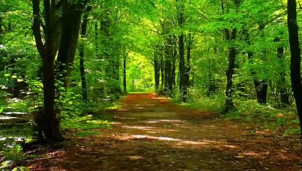 Nature Jungle Safari National park