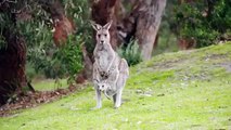 Australia with Julia Bradbury - Se1 - Ep08 - Great Ocean Road HD Watch HD Deutsch