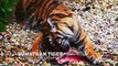 Extinct or Alive - Se1 - Ep05 - The Javan Tiger HD Watch HD Deutsch