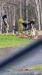 Scaredy Moose Run From Halloween Decorations
