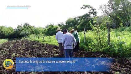Migración deja el campo veracruzano en el abandono; no hay producción