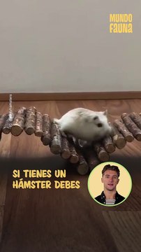 Antes de tener un hámster debes saber estos datos