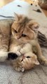 Must Beautiful Cute Cat video ever