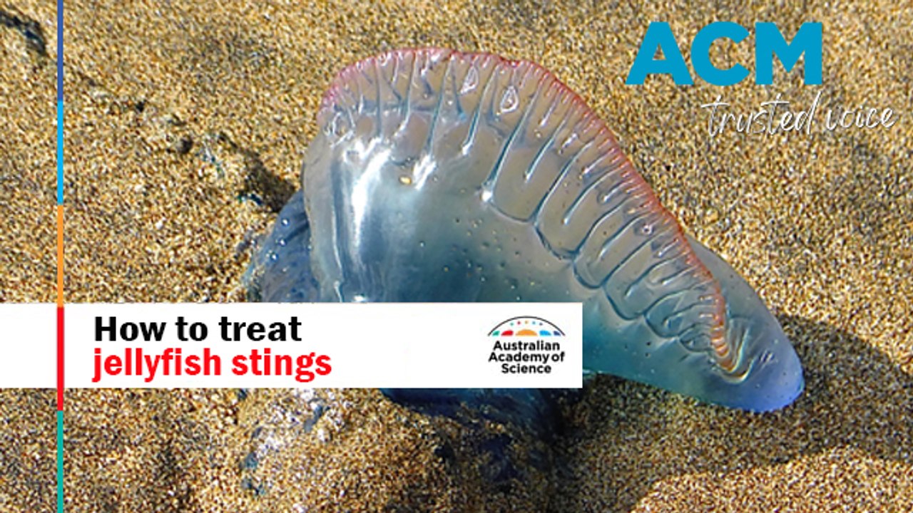how-to-treat-jellyfish-stings-australian-academy-of-science-video