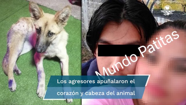 Identifican a hombres que asesinaron al perrito “Waffle” en Milpa Alta