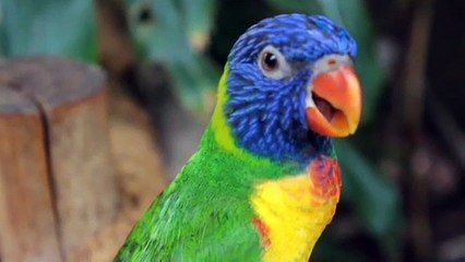 देखिए चिड़िया कैसे बात करते हैंSee how birds talk