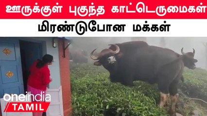 Kotagiri | ஊருக்குள் புகுந்து மக்களை மிரட்டிய காட்டெருமைகள்