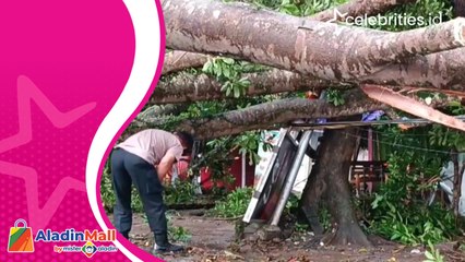 Viral! Detik-Detik Pohon Setinggi 20 Meter Tumbang