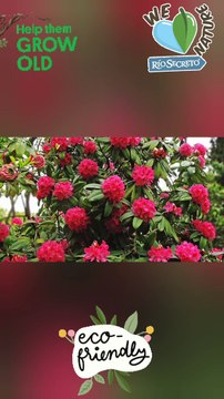 Rhododendron flowers