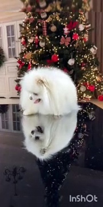 funny puppy   wathc a new video about super funny cats and cuts  kittnas every sunday ! starring: cute cat coco.rocky and r5 funny dancing funny kittens.  today rocky and co (cute cat and kittens)  celebrates their third birthday      #funnykittens