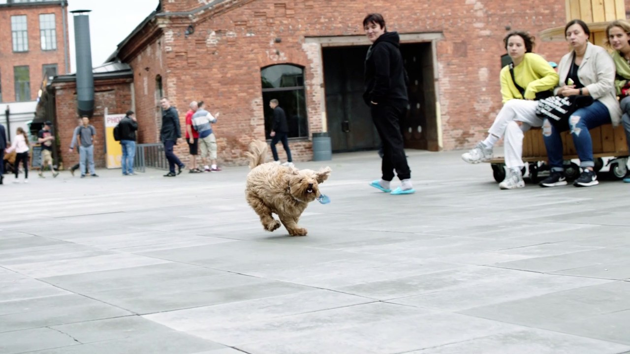 funny puppy   wathc a new video about super funny cats and cuts  kittnas every sunday ! starring: cute cat coco.rocky and r5 funny dancing funny kittens.  today rocky and co (cute cat and kittens)  celebrates their third birthday      #funnykittens