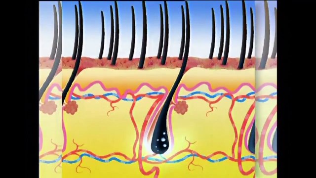 101 Herbal Hair Regrowth Solution - Herbal Treatment