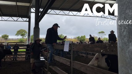 Last sale at Warrnambool saleyards - The Standard - December 28, 2022
