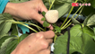 用智慧科技種的白草莓 即日起在竹縣五峰山上吃得到
