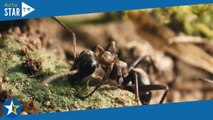 Le Royaume des fourmis (France 5) : pourquoi il ne faut pas manquer cet incroyable documentaire anim