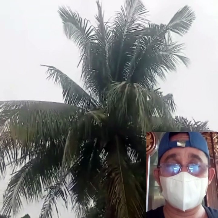 The beauty of coconut trees thriving in the middle of the settlement The beauty of coconut trees thriving in the middle of the settlement