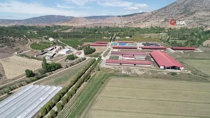 Biberonla beslenen buzağılara bebek gibi bakıyorlar