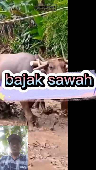 Bajak sawah