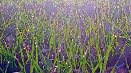 फसलों पर ओस की बूंदें जमने लगी