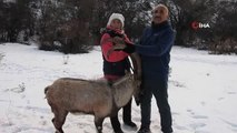 Köpeklerin saldırısına uğrayan dağ keçisini vatandaşlar kurtardı