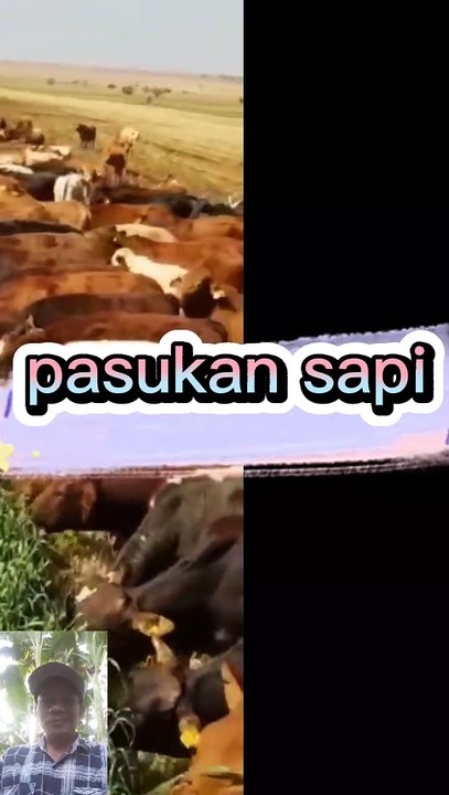 Sapi berbaris