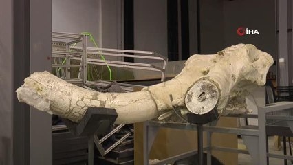 7.5 milyon yıllık fosilleri ayaklandırıyorlar