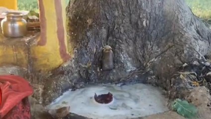 चमत्कार: पेड़ से निकल रही दूध की धार, देखने वालों के उड़े होश...