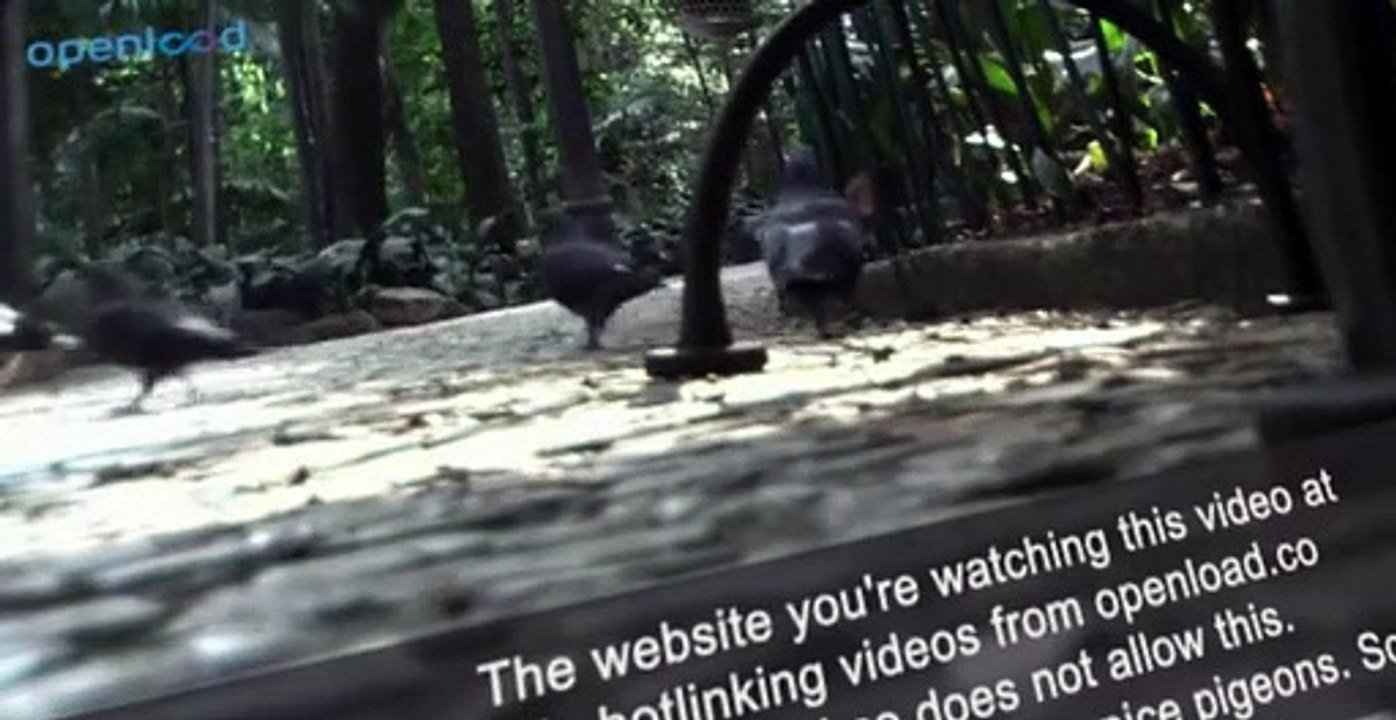 VeggieTales 2011 - The Little Drummer Boy