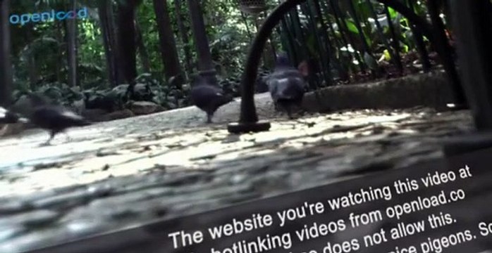 VeggieTales 2011 - The Little Drummer Boy