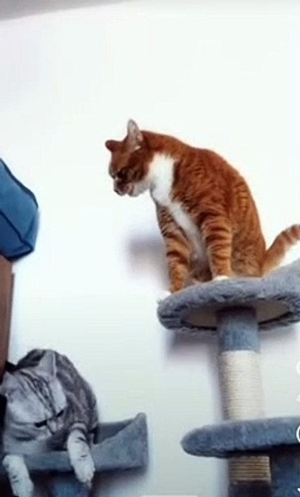 Cat fighting