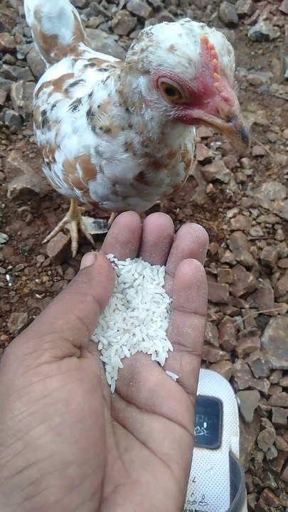 Hens