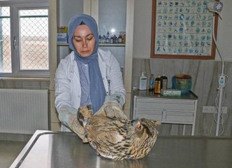 YARALI BULUNAN PUHU KUŞU TEDAVİYE ALINDI