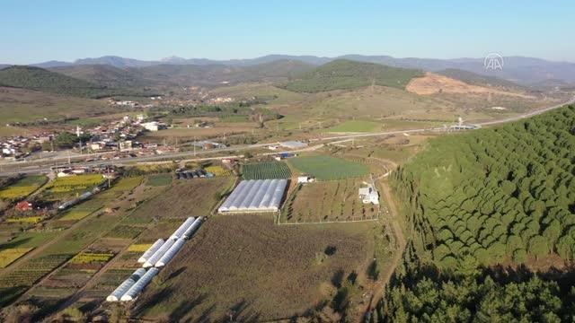 Stevia bitkisi üreten ziraat mühendisi, ürünün yaygınlaşması için çalışıyor