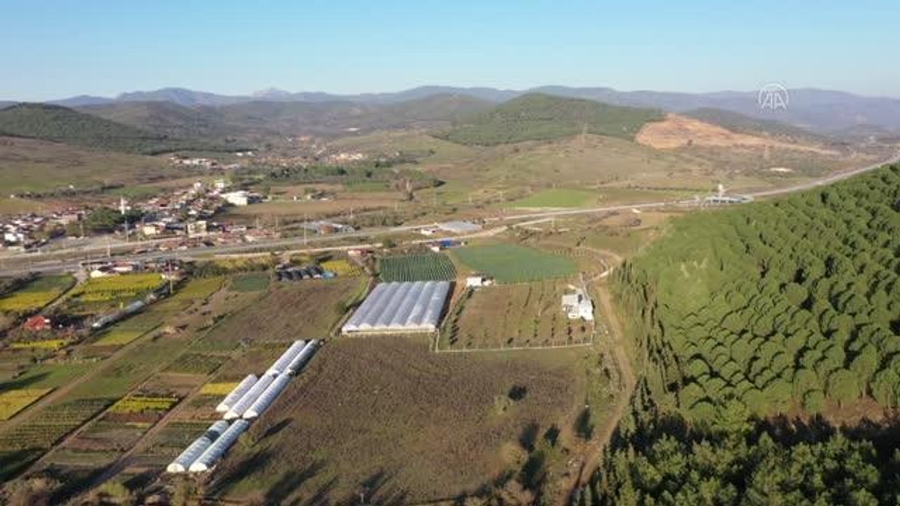 Stevia bitkisi üreten ziraat mühendisi, ürünün yaygınlaşması için çalışıyor