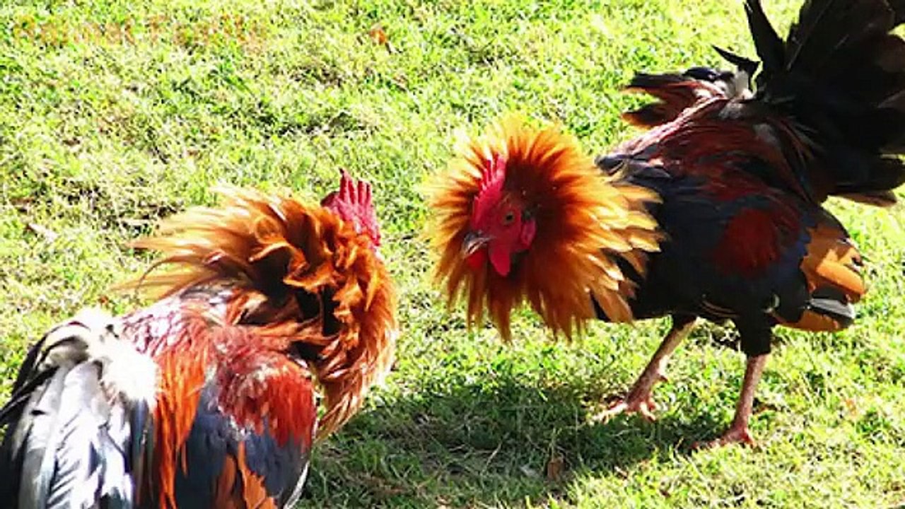 Animal_Sounds_for_Children_(20_Amazing_Animals)(360p)