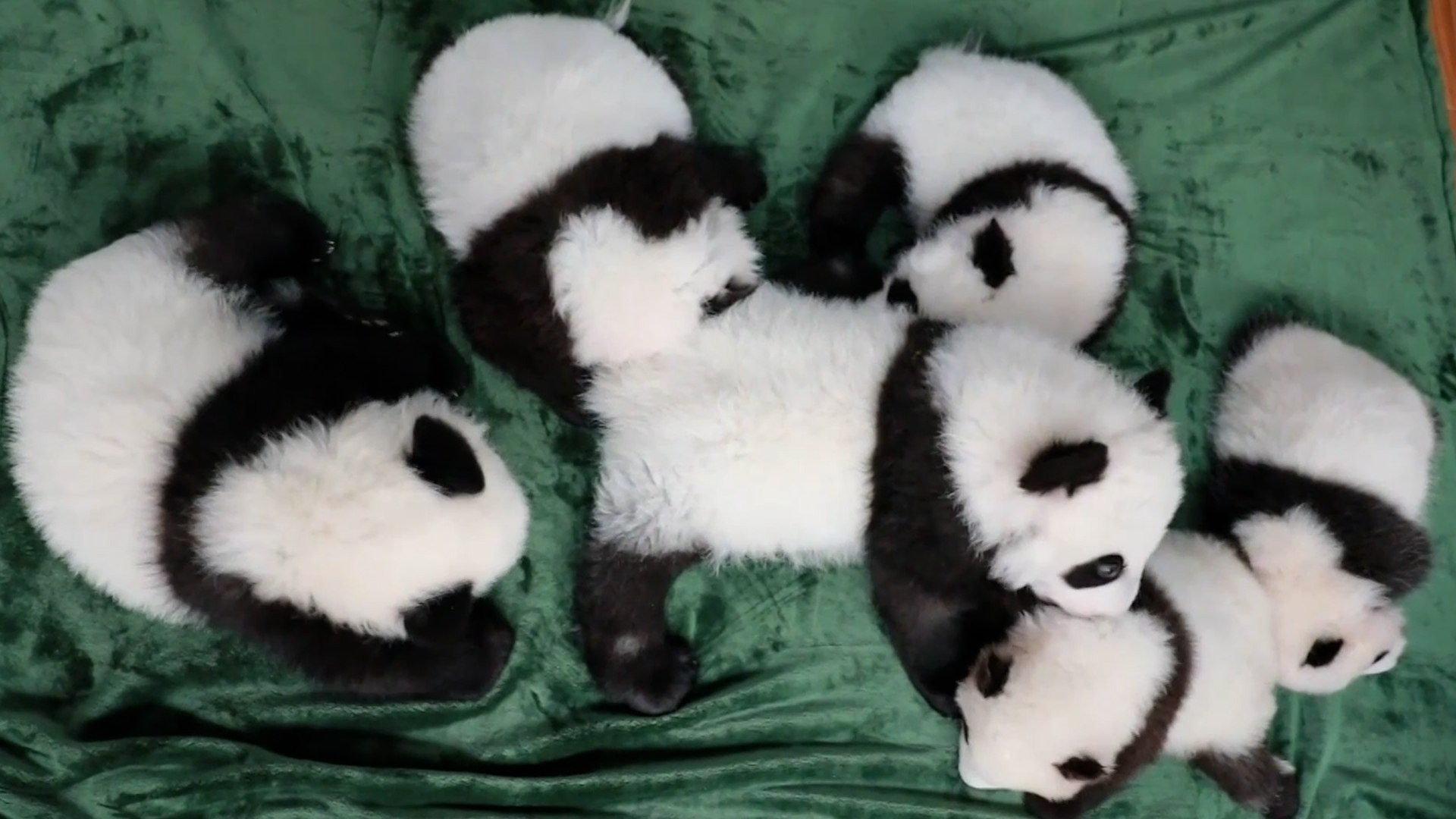 Cute baby panda cubs enjoy play-fighting together, image size:1920x1080
