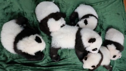 Cute baby panda cubs enjoy play-fighting together