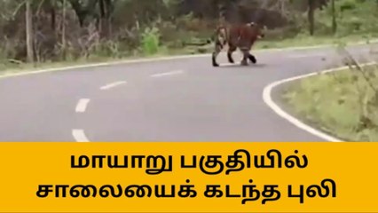 மாயாறு பகுதியில் சாலையை கடந்த புலியின் வீடியோ வைரல்!